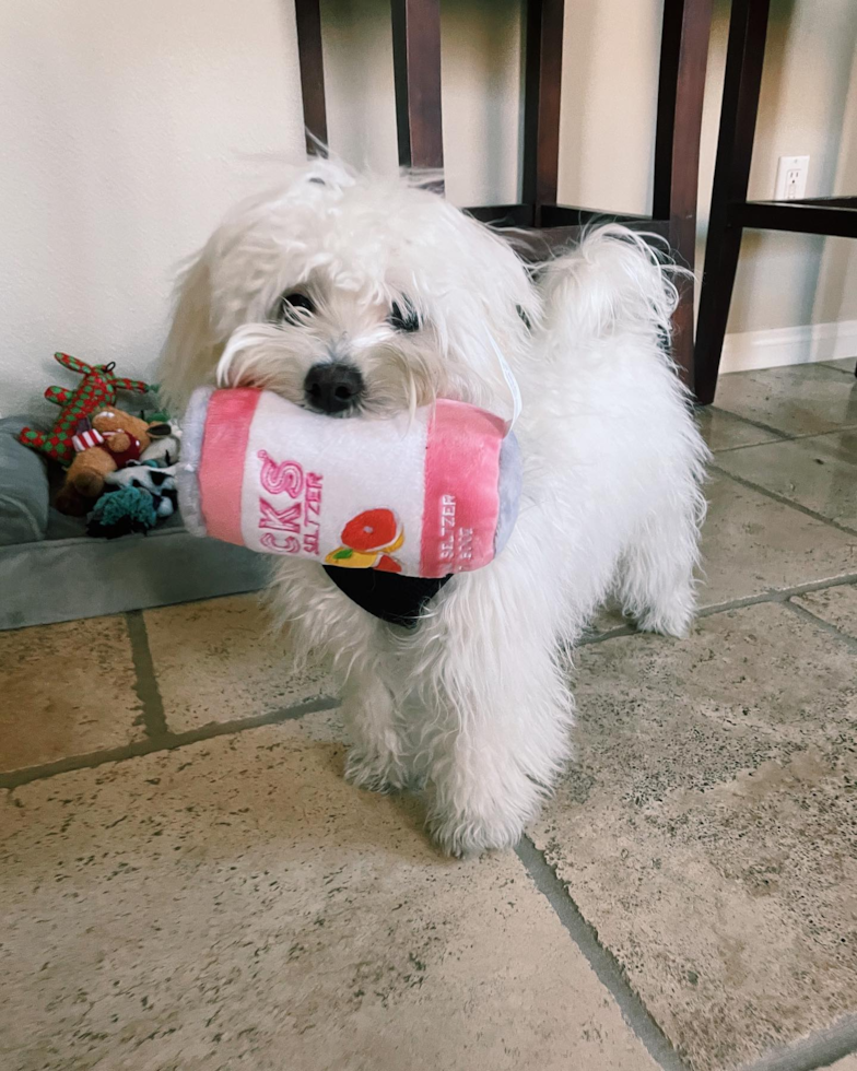 Irvine Maltipoo Pup