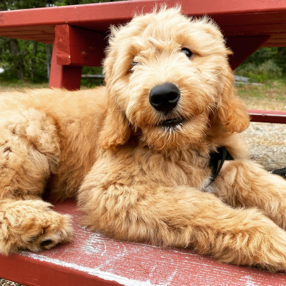 Adorable Golden Retriever Poodle Mix Pup