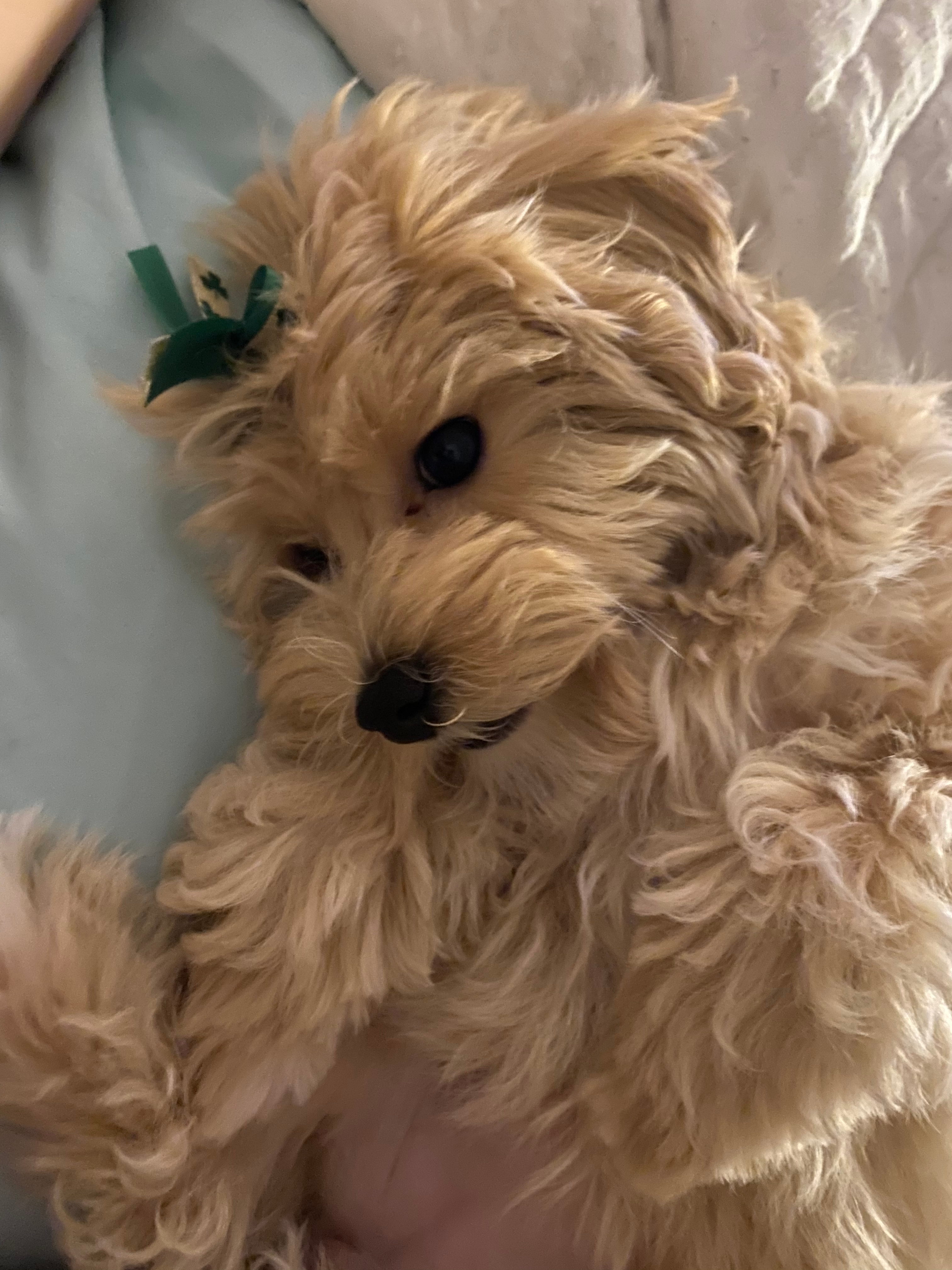 Hypoallergenic Maltepoo Poodle Mix Puppy