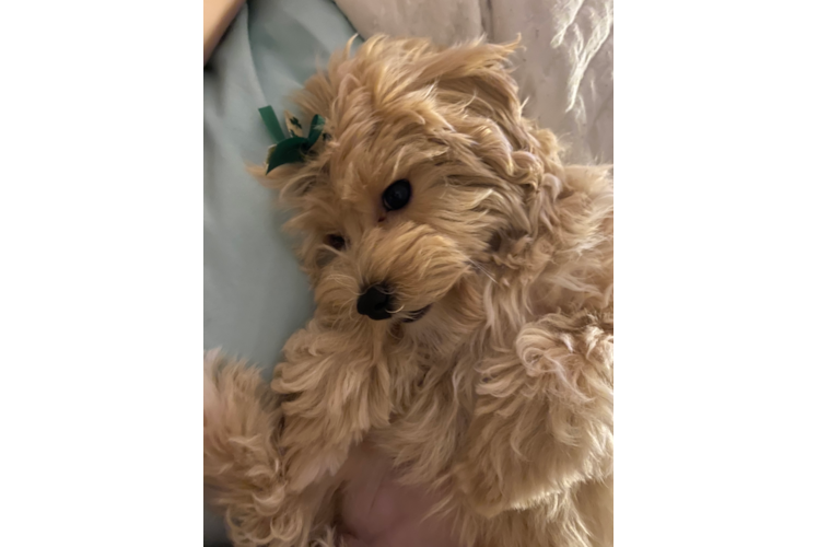 Hypoallergenic Maltepoo Poodle Mix Puppy