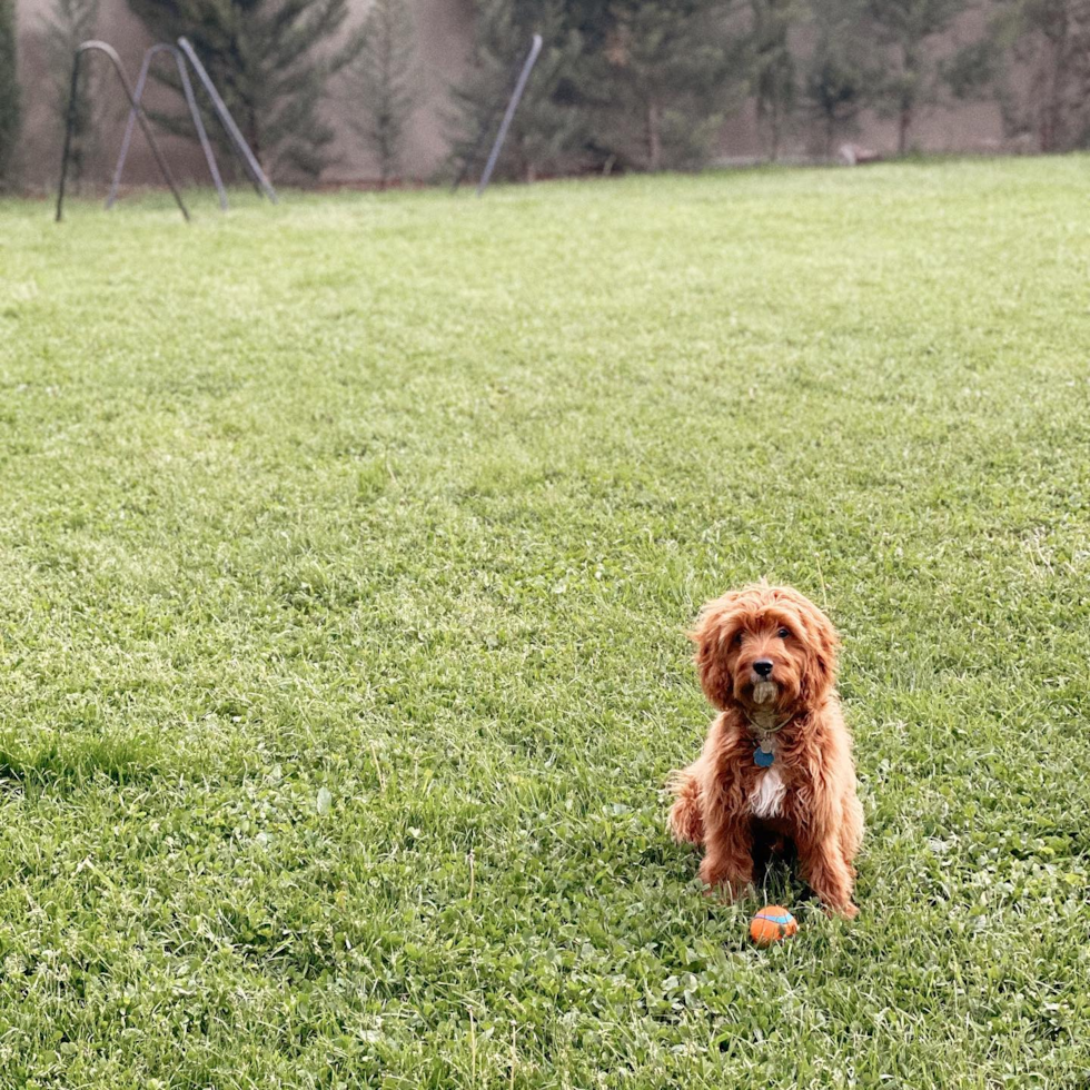 Cavapoo Being Cute