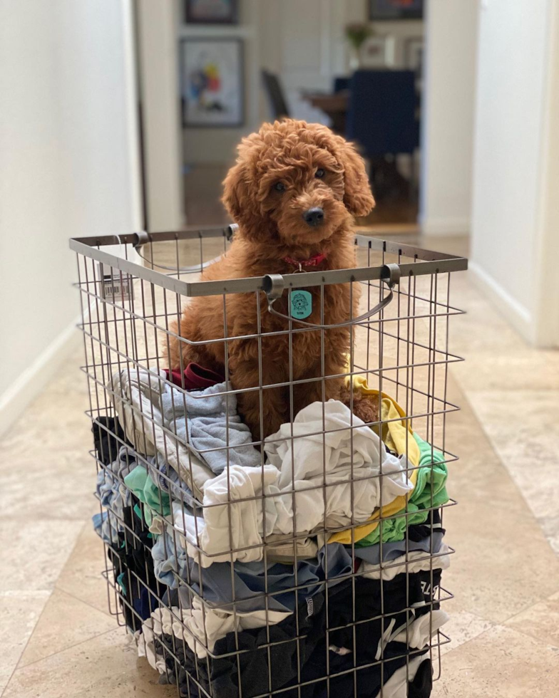 Happy Mini Goldendoodle Pup