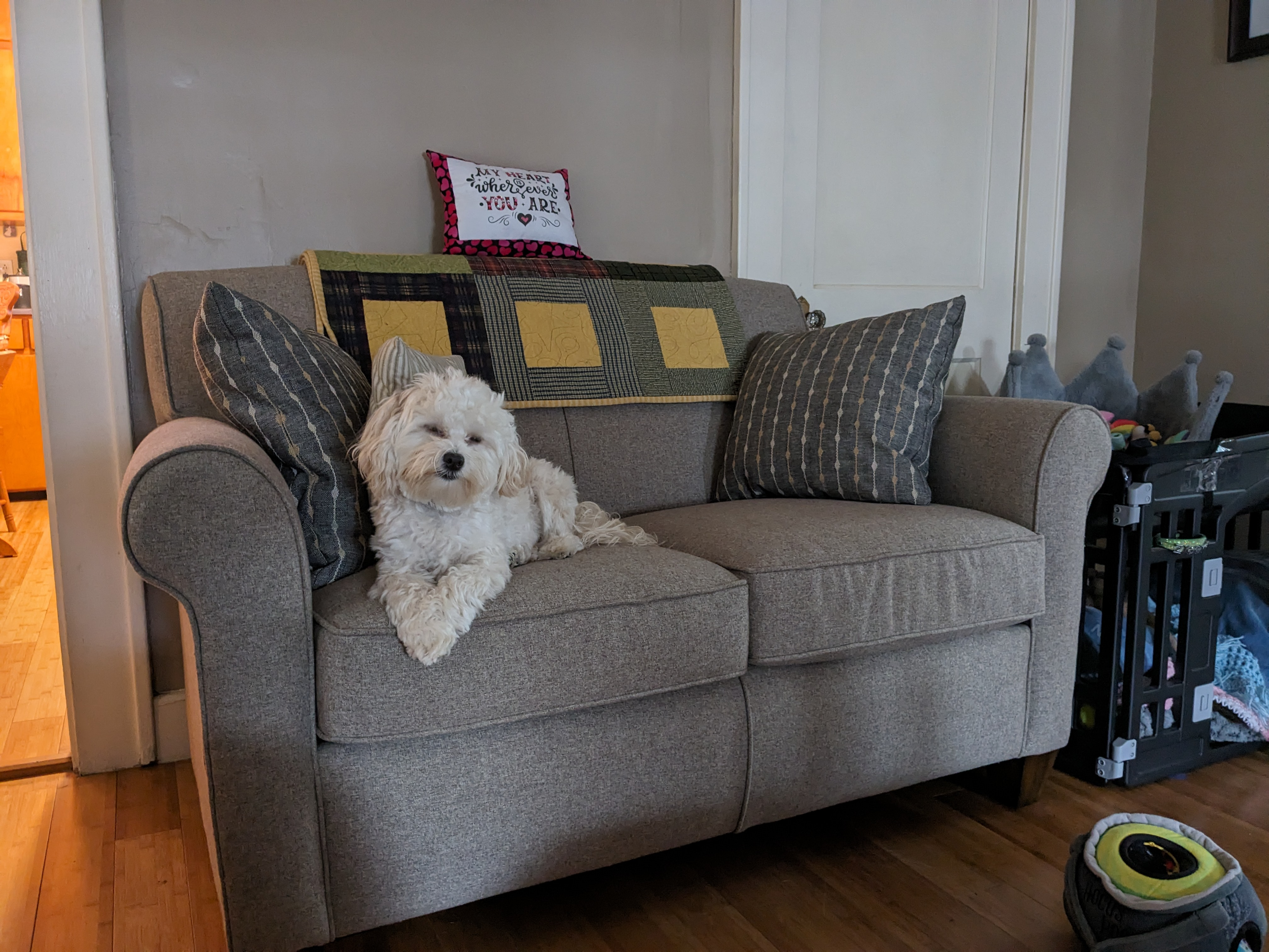 Maltipoo Puppy for Adoption