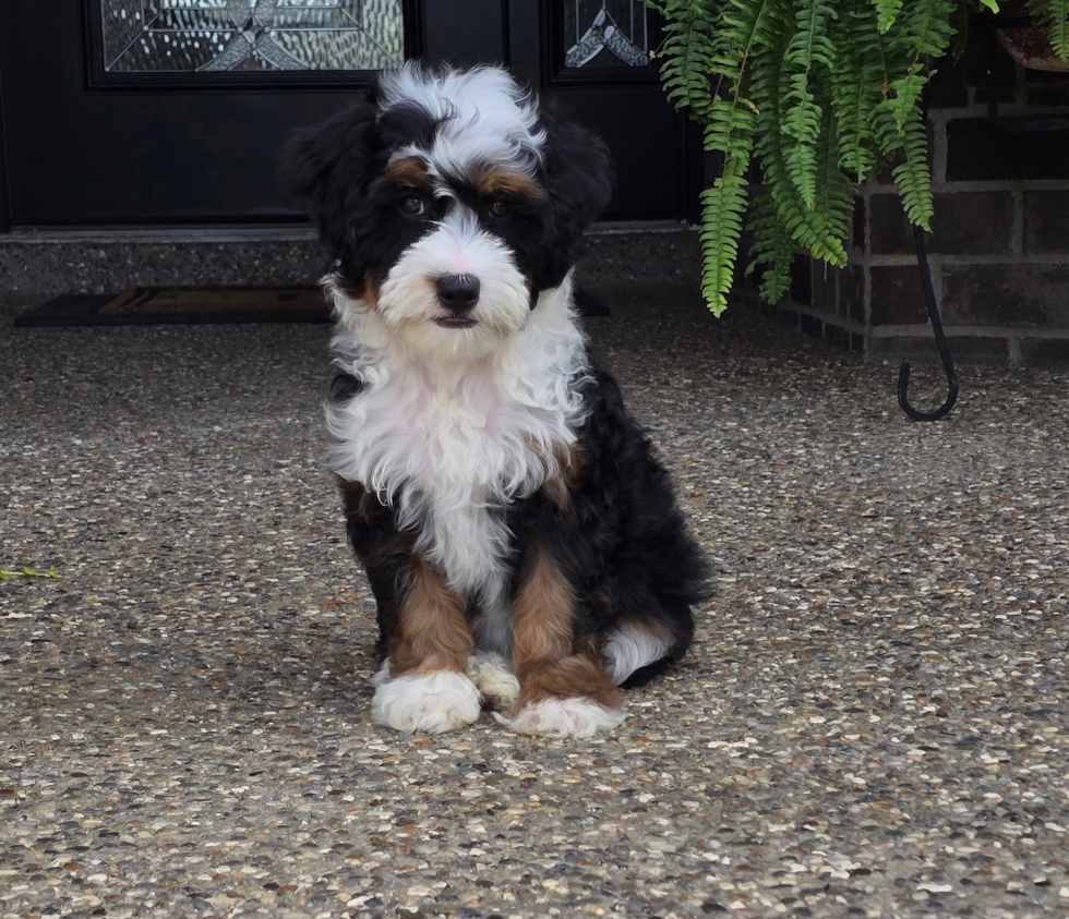 Mini Aussiedoodle Being Cute