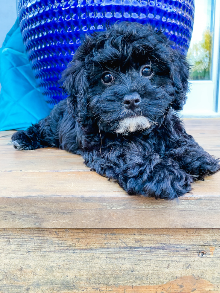 Sweet Cavapoo Pup in Santa Rosa CA