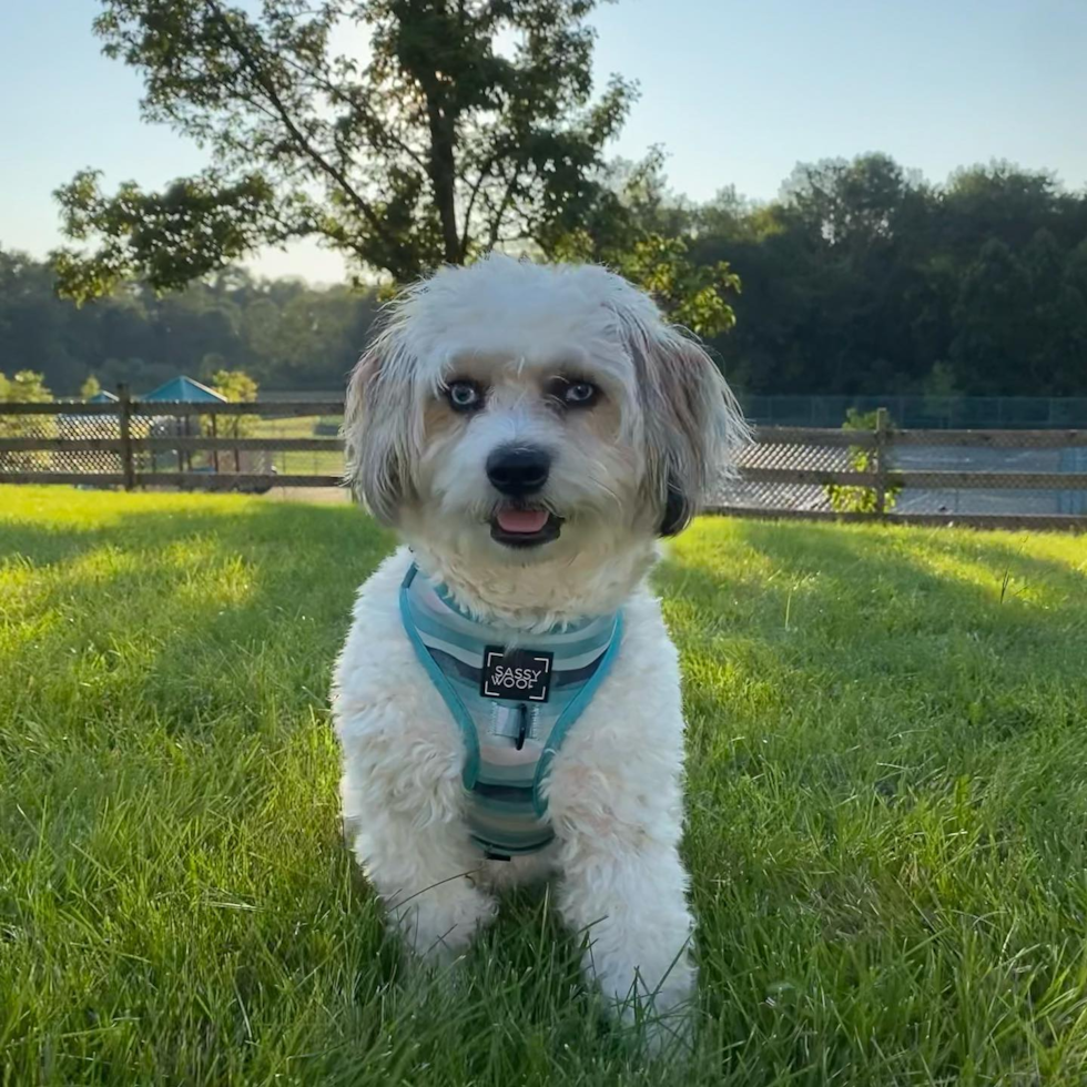 FLORHAM PARK Aussiechon Pup