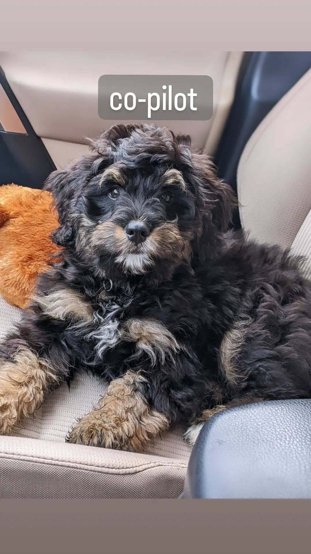 Mini Bernedoodle Pup Being Cute