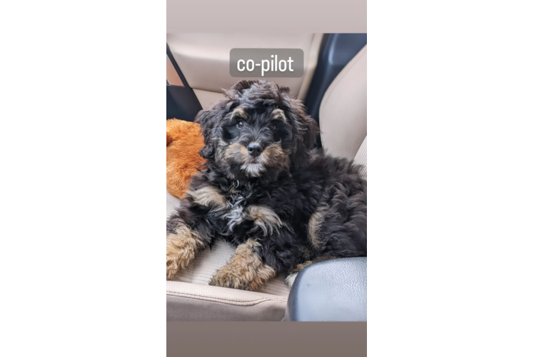 Mini Bernedoodle Pup Being Cute