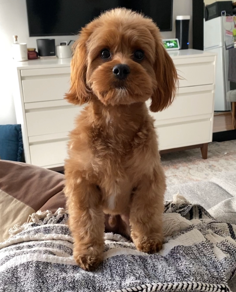 Sweet Cavapoo Pup