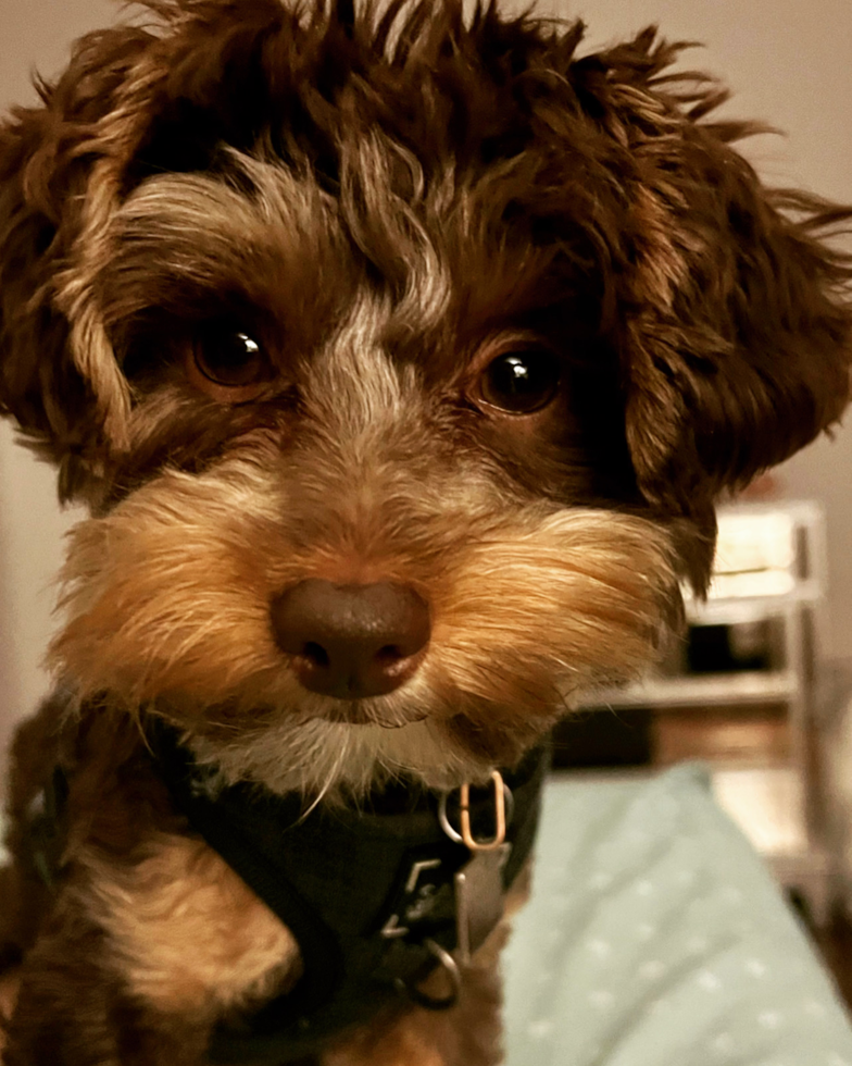 Philadelphia Yorkie Poo Pup