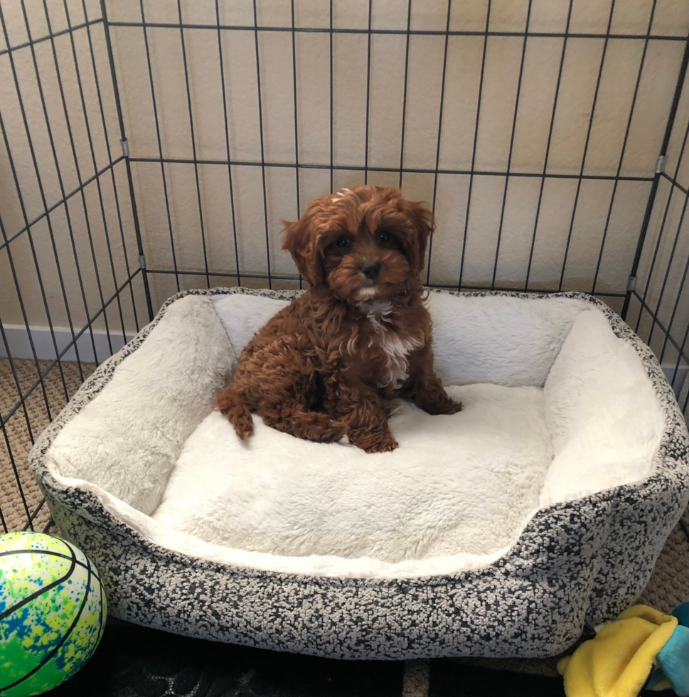 Hollister Cavapoo Pup