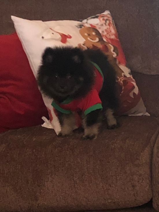 Sevierville Pomeranian Pup