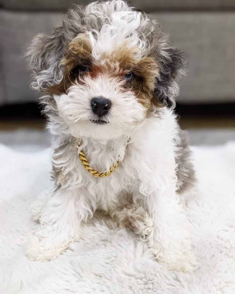 Cute Shih Poo Pup in Hayward CA