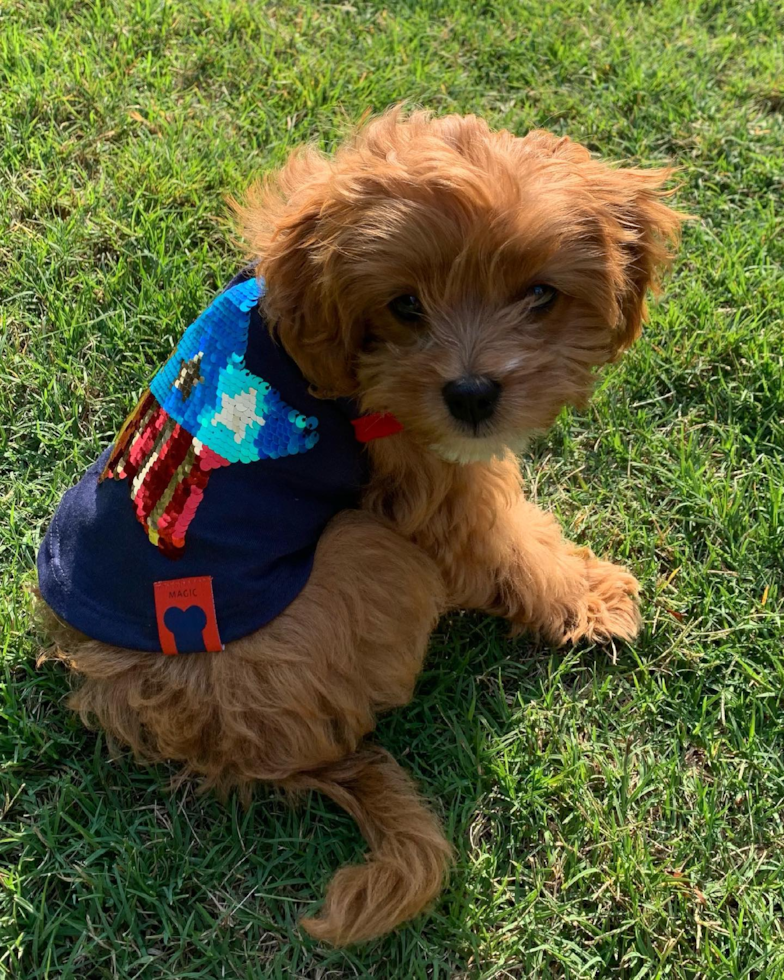 Friendly Cavapoo Pup in Johns Creek GA