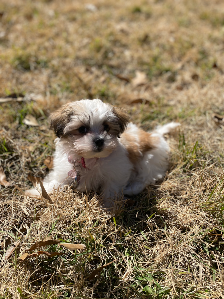 Cute Teddy Bear Pup