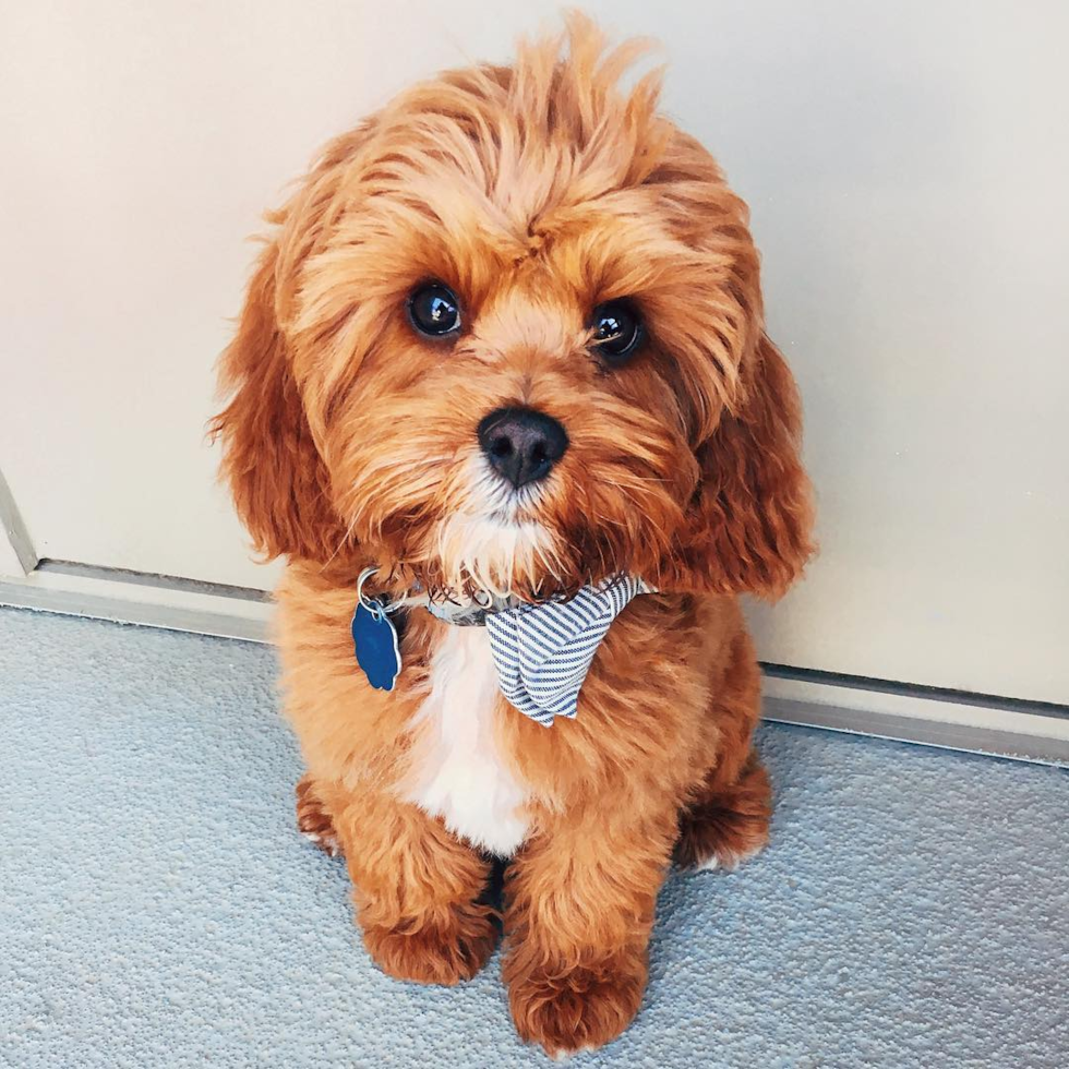 Fluffy Cavapoo Poodle Mix Pup