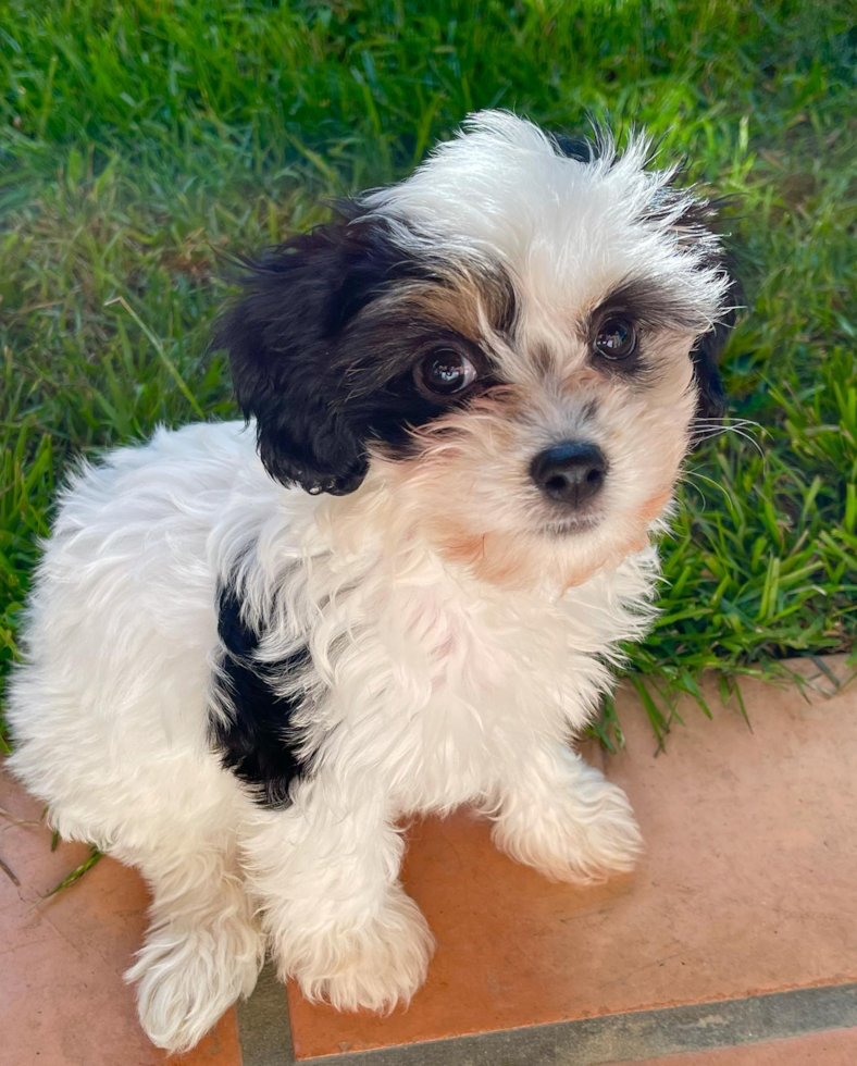 Sweet Cavachon Pup