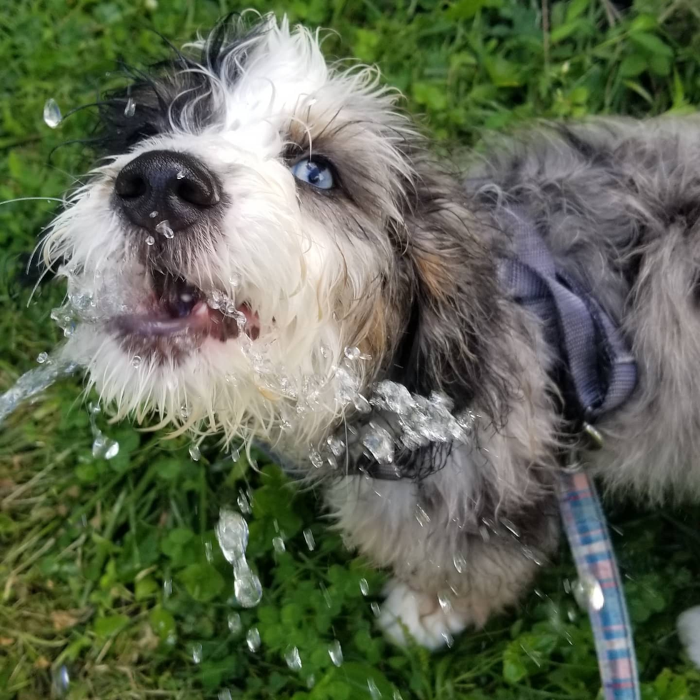 Cute Mini Bernedoodle Pup