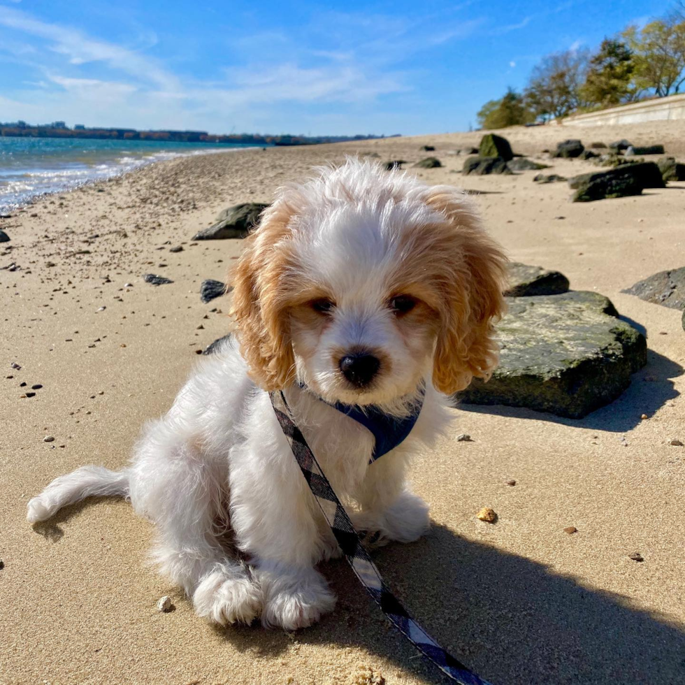 Cavachon Being Cute