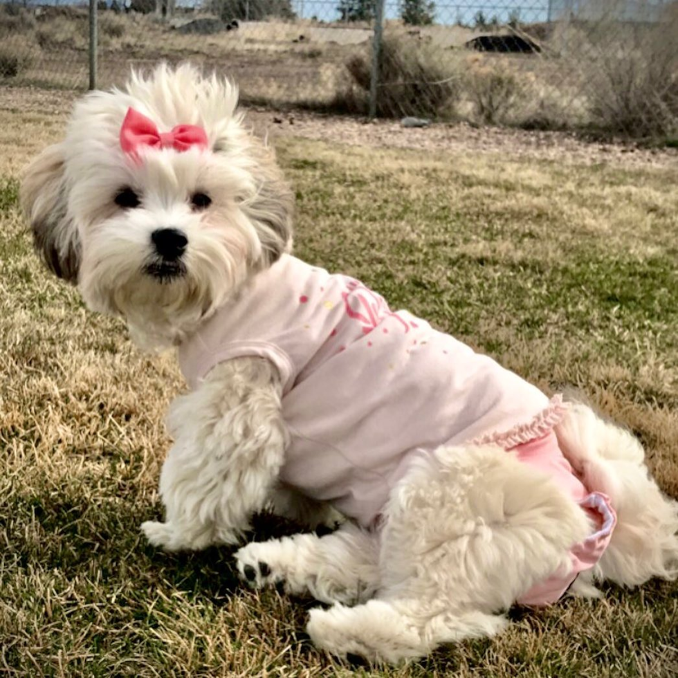 Fluffy Havanese Purebred Pup