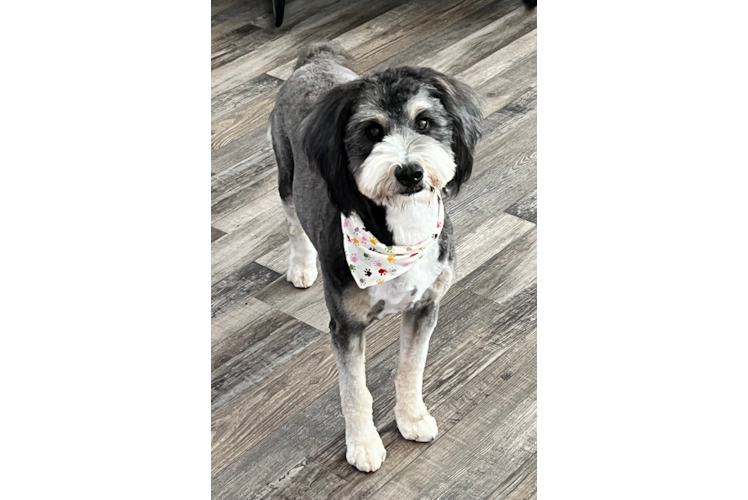 Best Mini Bernedoodle Baby