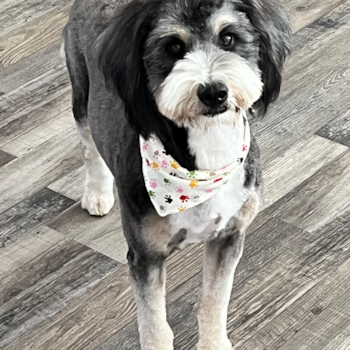 Mini Bernedoodle Pup