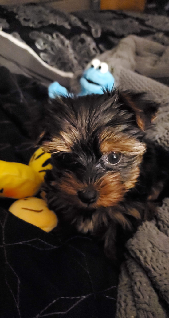 Yorkshire Terrier Being Cute