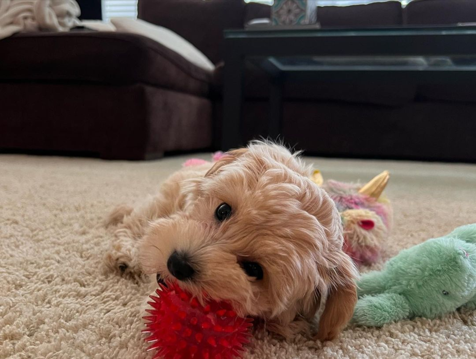 Maltipoo Being Cute