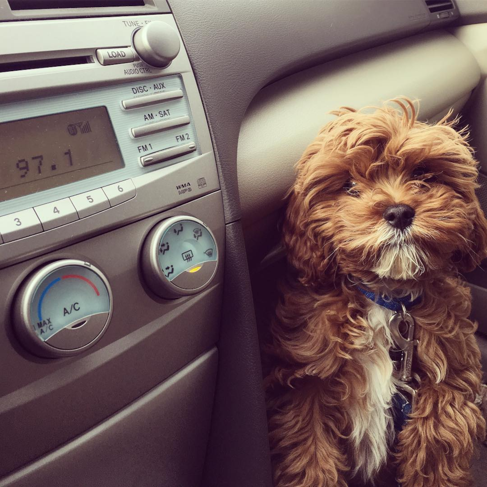 Small Cavapoo Pup in Albuquerque NM