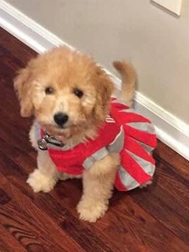 Mini Goldendoodle Pup Being Cute