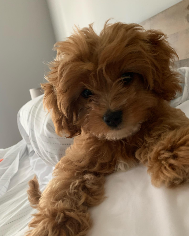 Cute Cavapoo Pup in Johns Creek GA