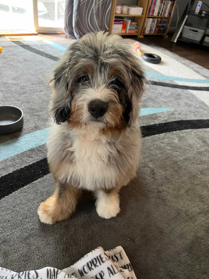 Mini Bernedoodle Being Cute