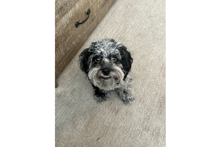 Playful Cockerpoo Poodle Mix Puppy