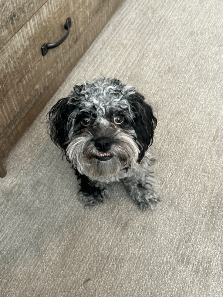 Little Cocker Doodle Poodle Mix Pup