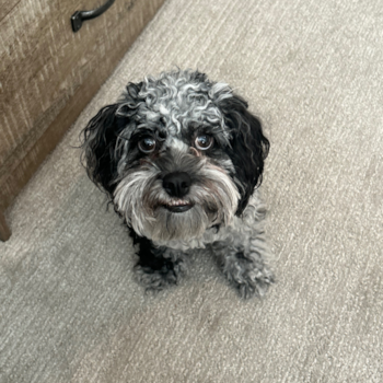 Little Cocker Doodle Poodle Mix Pup