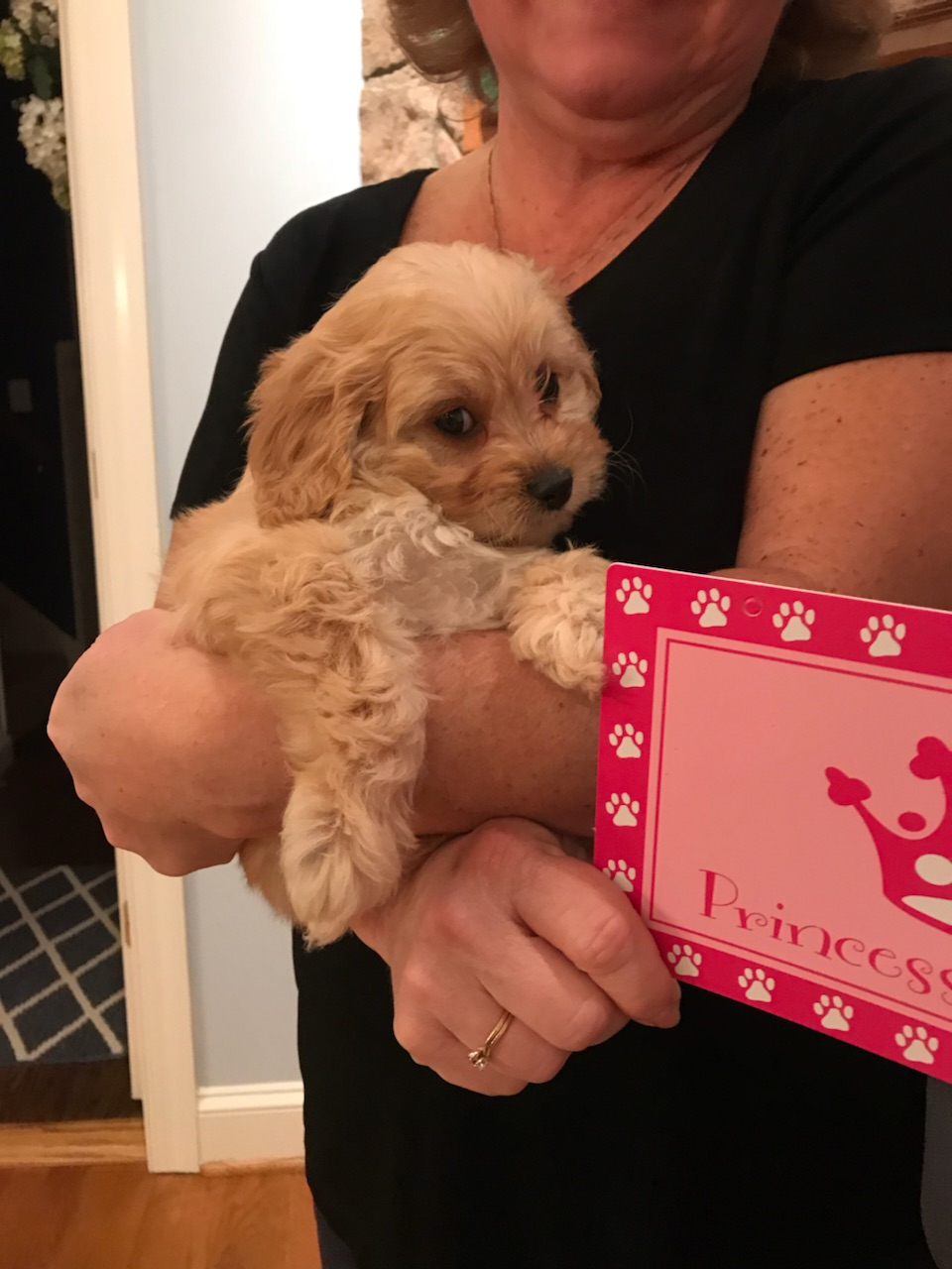 Small Cavachon Baby