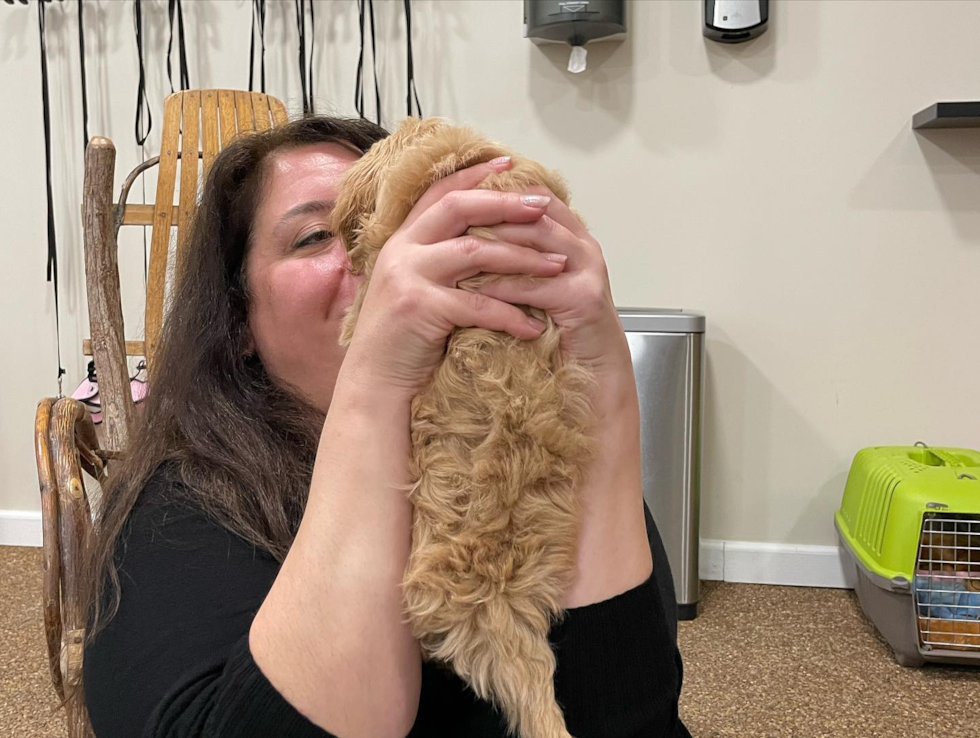 Fluffy Maltipoo Poodle Mix Pup