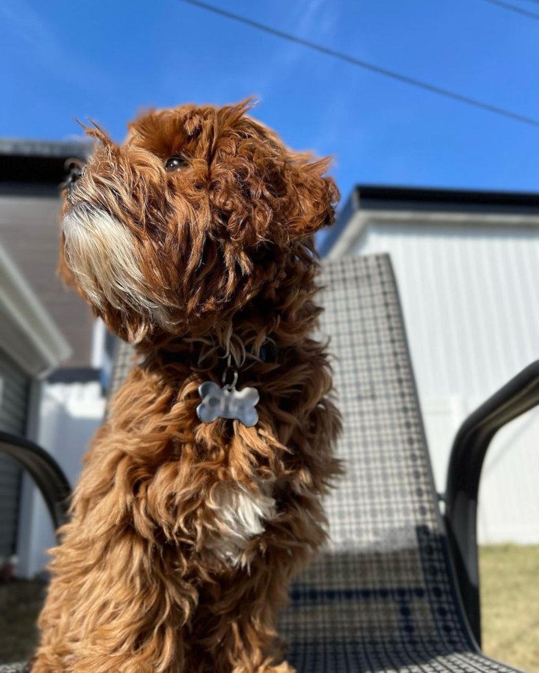 Adorable Cavoodle Poodle Mix Pup