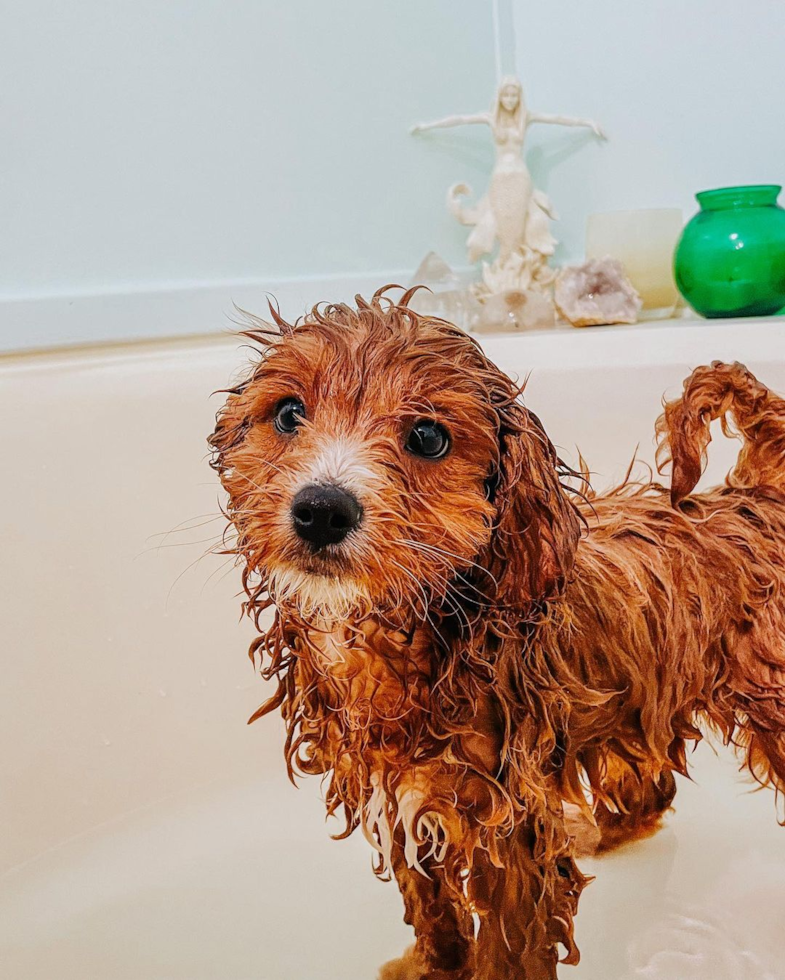 Swannanoa Cavapoo Pup