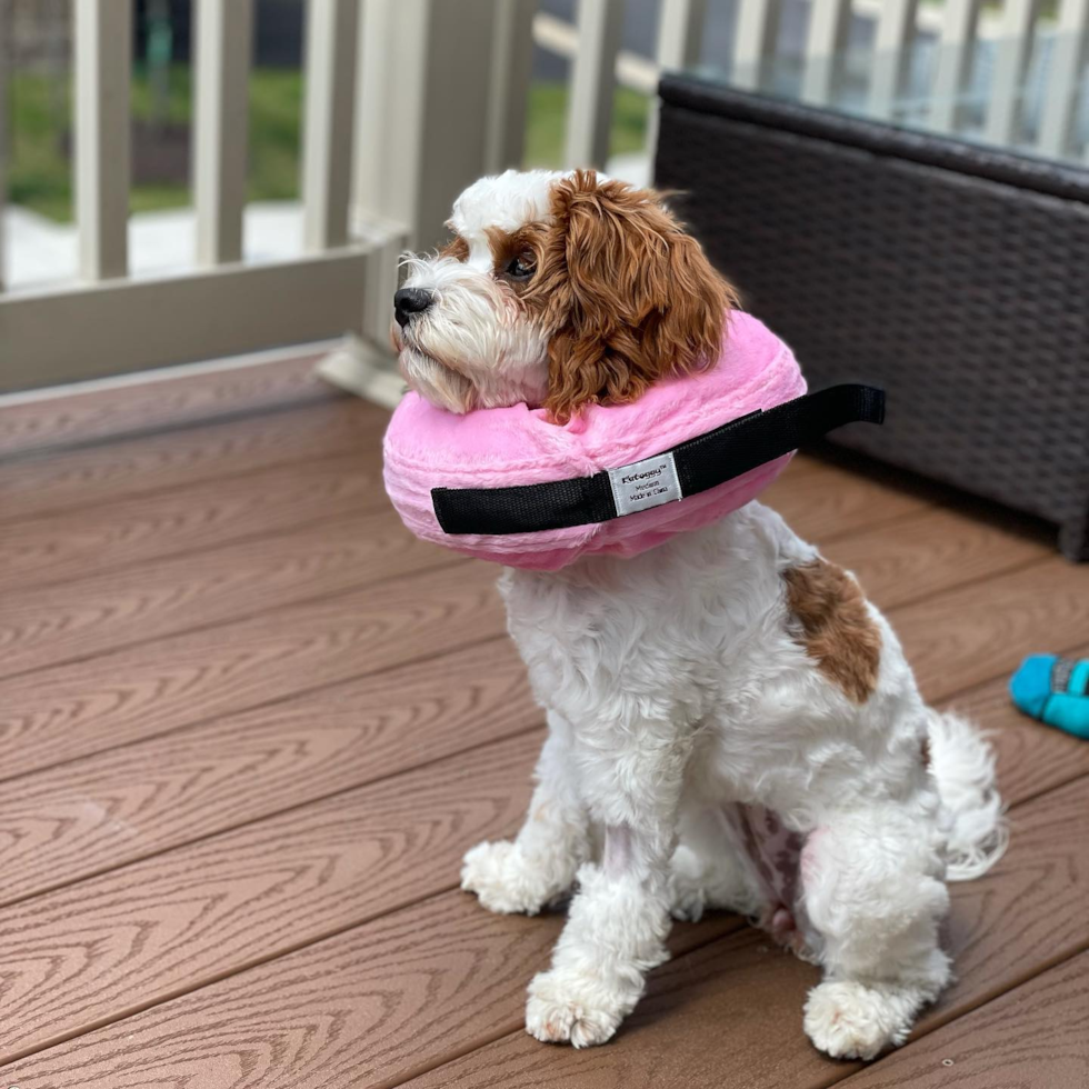 Happy Cavapoo Pup in Lanham MD