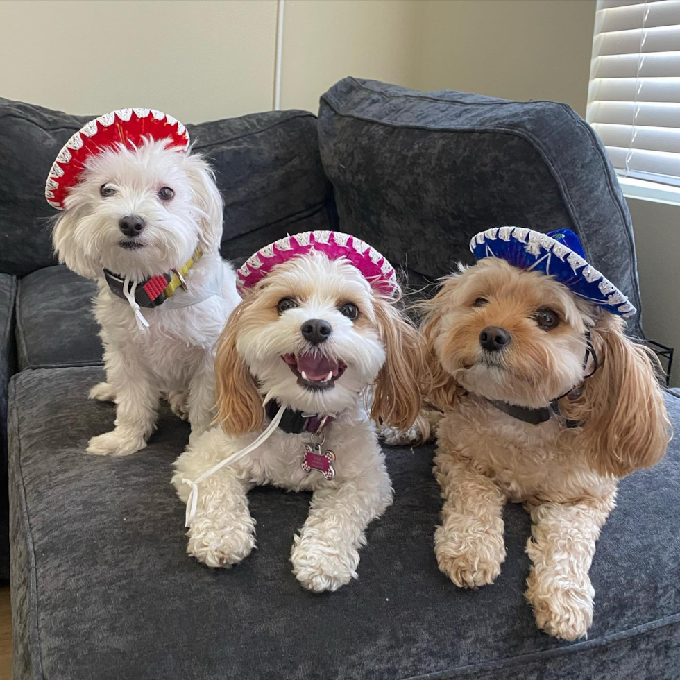 Friendly Cavachon Pup in Los Angeles CA