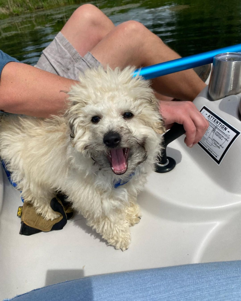 Popular Poochon Poodle Mix Pup