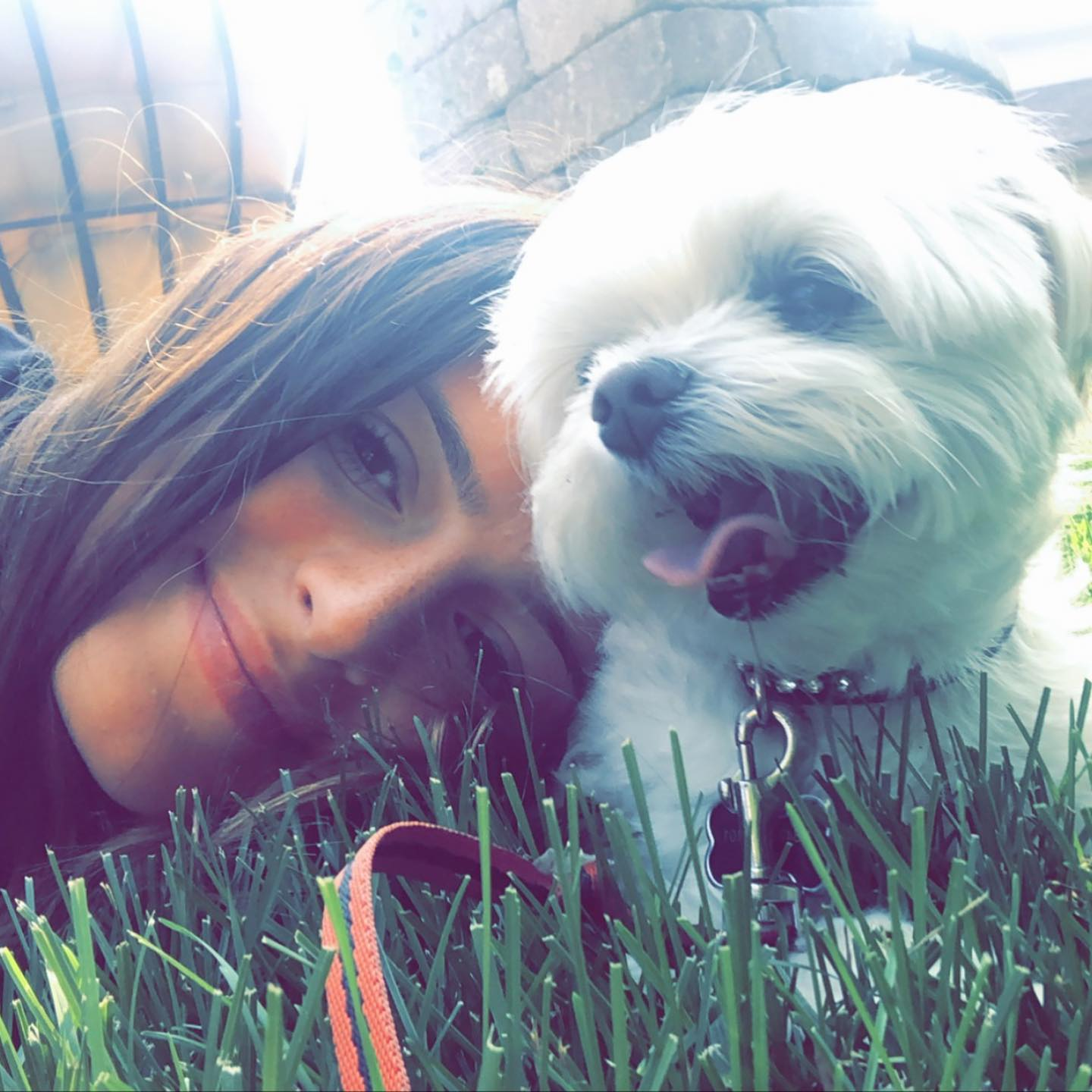 Energetic Havanese Purebred Puppy