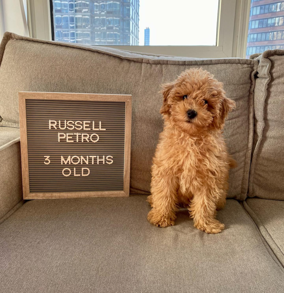 Happy Mini Goldendoodle Pup