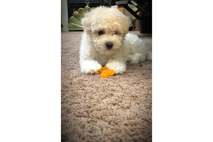 Best Maltipoo Baby