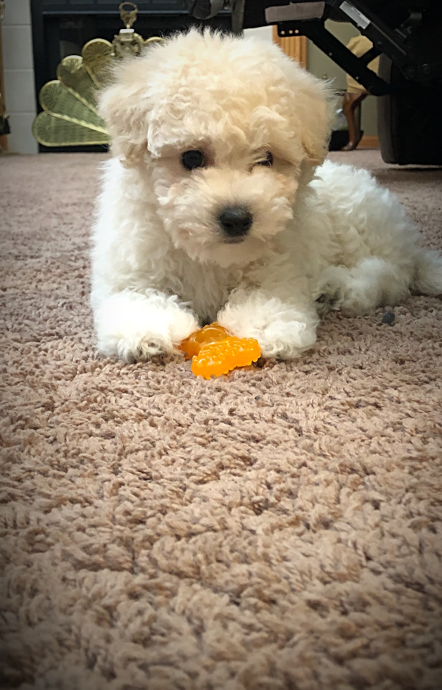 Hypoallergenic Maltepoo Poodle Mix Pup