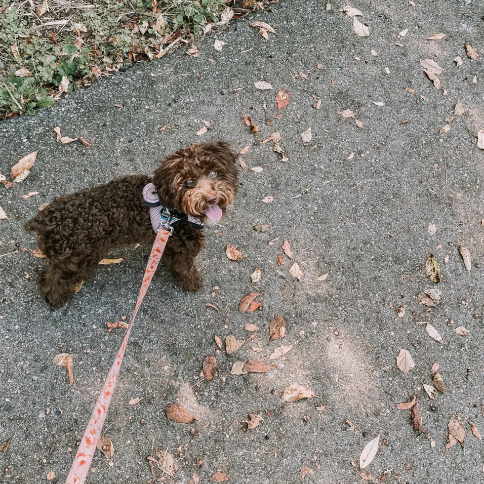 Fluffy Pudle Purebred Pup