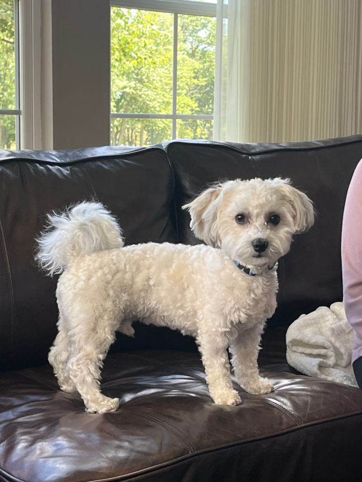 Energetic Havanese Designer Pup