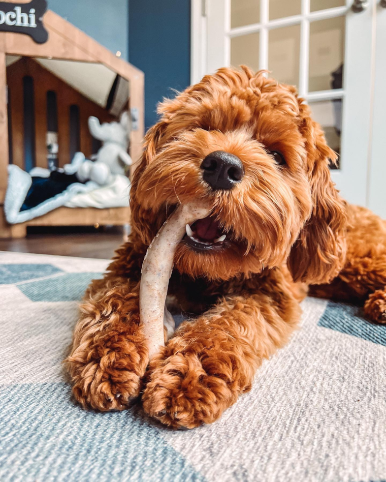 Small Cavapoo Pup