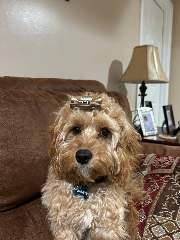 Cute Cavapoo Pup